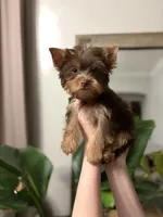 AKC Chocolate Louie, a male Yorkshire Terrier for sale in Parma Heights, OH – Photo 3 of 4