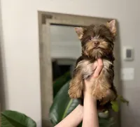 AKC Chocolate Louie, a male Yorkshire Terrier for sale in Parma Heights, OH – Photo 4 of 4