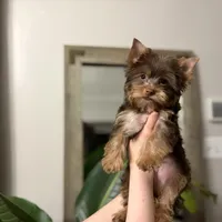 AKC Chocolate Louie, a male Yorkshire Terrier for sale in Parma Heights, OH – Photo 2 of 4