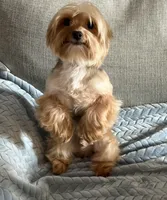 Chici, a male Yorkshire Terrier for sale in Parma Heights, OH – 2 of 3