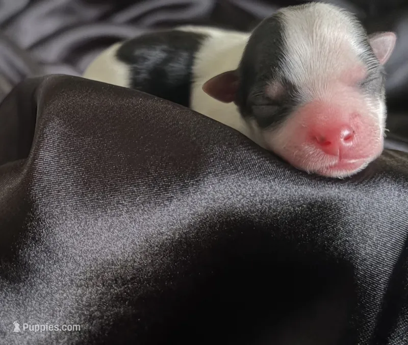 Mikko – Yorkshire Terrier puppy for sale in Parma Heights, OH