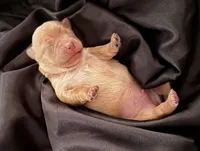 Rex, a male Yorkshire Terrier for sale in Parma Heights, OH – 3 of 4