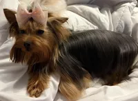 Nell🎀, a female Yorkshire Terrier for sale in Parma Heights, OH – 3 of 3