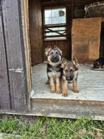 German Shepherd Pups, a female German Shepherd Dog for sale in Lawrenceburg, IN – Photo 3 of 4