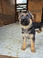 German Shepherd Pups, a female German Shepherd Dog for sale in Lawrenceburg, IN – Photo 2 of 4