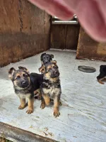 German Shepherd Pups, a female German Shepherd Dog for sale in Lawrenceburg, IN – Photo 4 of 4