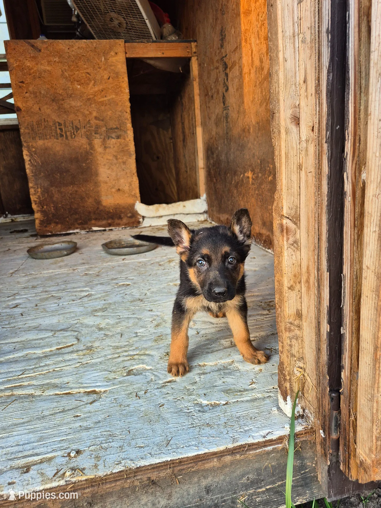 German Shepherd Pups, a female German Shepherd Dog for sale in Lawrenceburg, IN – Photo 1 of 4