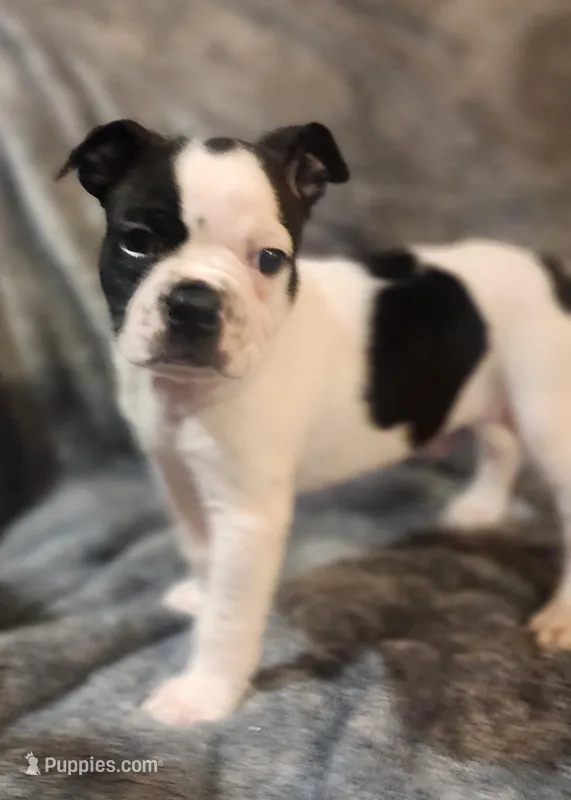 Male 2 – Boston Terrier puppy for sale in Forest Grove, OR