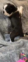 Female 2, a male Boston Terrier for sale in Forest Grove, OR – Photo 2 of 2