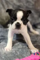 Female 2, a male Boston Terrier for sale in Forest Grove, OR – Photo 1 of 2