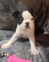 Female 1, a female Boston Terrier for sale in Forest Grove, OR – Photo 1 of 2