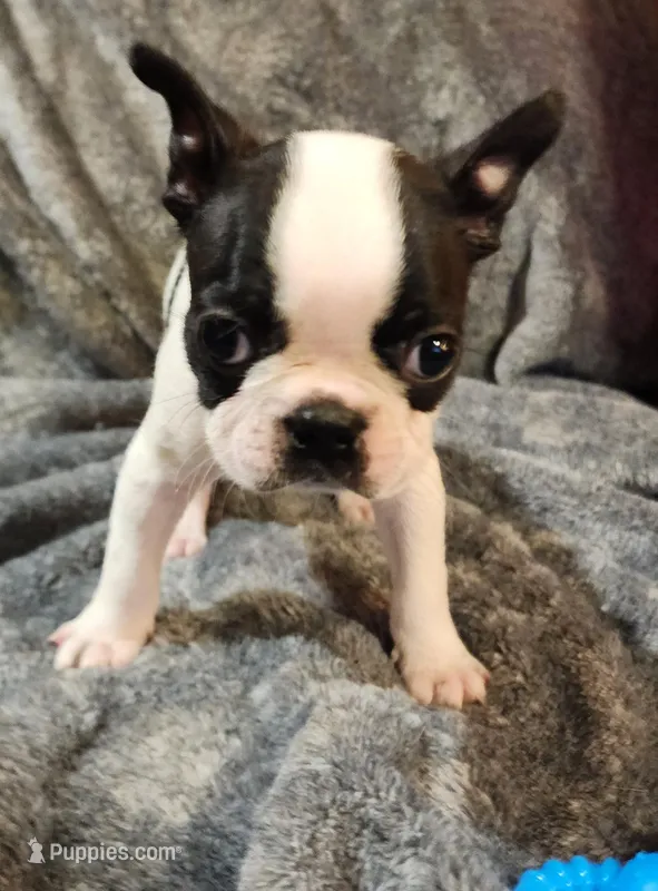Male 4 – Boston Terrier puppy for sale in Forest Grove, OR