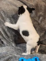 Male 4, a male Boston Terrier for sale in Forest Grove, OR – Photo 2 of 2