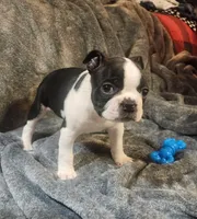 Male 1, a male Boston Terrier for sale in Forest Grove, OR – Photo 1 of 2