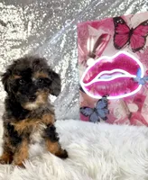 Solo, a male Miniature Bernedoodle for sale in Indianapolis, IN – 3 of 6