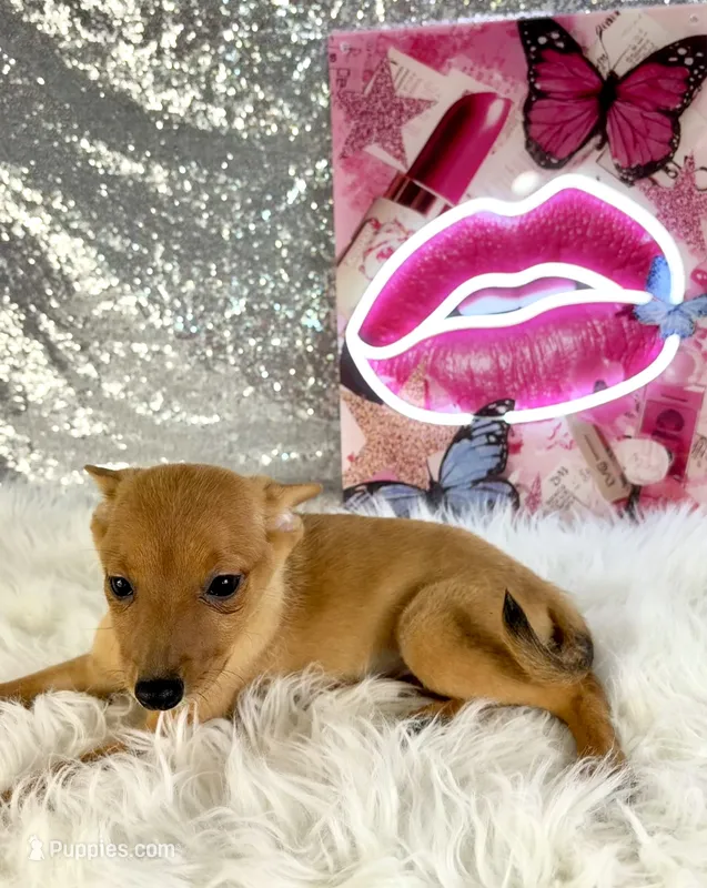 Hannah – Rat Terrier, Chihuahua puppy for sale in Indianapolis, IN