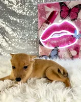 Hannah, a female Rat Terrier and Chihuahua for sale in Indianapolis, IN – 1 of 4