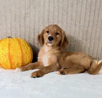 Draco, a male Golden Retriever for sale in Indianapolis, IN – 5 of 5