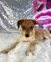 Shaggy, a male Rat Terrier and Chihuahua for sale in Indianapolis, IN – 4 of 5