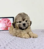 Aaron, a male Shihpoo for sale in Indianapolis, IN – 5 of 5