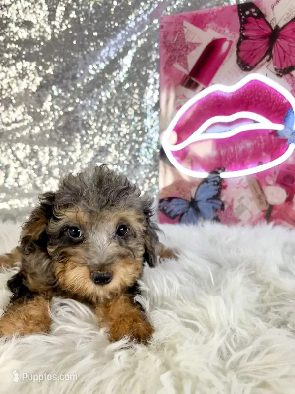 Ally Mae – Miniature Bernedoodle puppy for sale in Indianapolis, IN