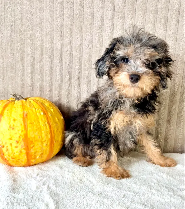 Whistles, a male Miniature Bernedoodle for sale in Indianapolis, IN – 1 of 6