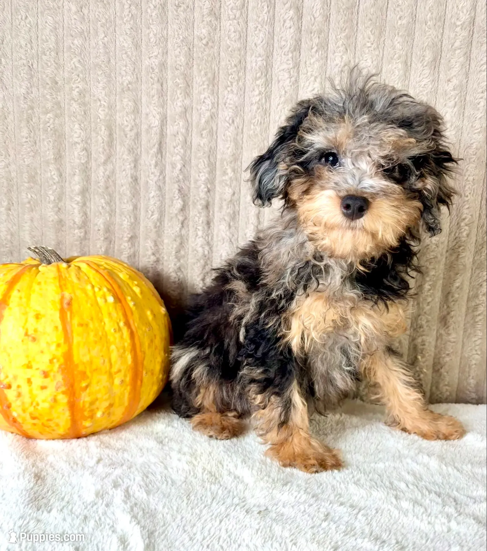 Whistles, a male Miniature Bernedoodle for sale in Indianapolis, IN – 1 of 6
