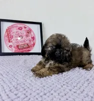 Regina, a female Shihpoo for sale in Indianapolis, IN – 5 of 6
