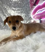 Scrappy, a male Rat Terrier and Chihuahua for sale in Indianapolis, IN – 4 of 5