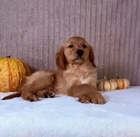 Rocco, a male Golden Retriever for sale in Indianapolis, IN – 4 of 5