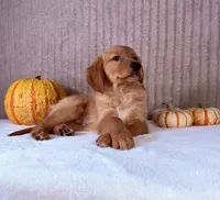 Rocco, a male Golden Retriever for sale in Indianapolis, IN – 4 of 6