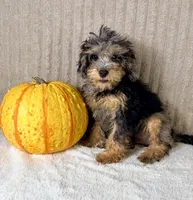 Whistles, a male Miniature Bernedoodle for sale in Indianapolis, IN – 1 of 5