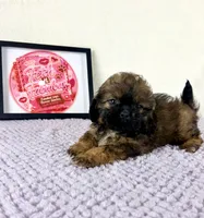Regina, a female Shihpoo for sale in Indianapolis, IN – 3 of 5