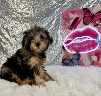 Ally Mae, a female Miniature Bernedoodle for sale in Indianapolis, IN – 1 of 5