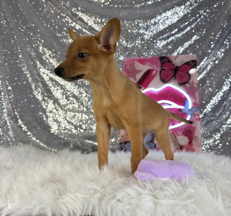 Hannah – Rat Terrier, Chihuahua puppy for sale in Indianapolis, IN