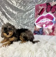 Whistles, a male Miniature Bernedoodle for sale in Indianapolis, IN – 3 of 5