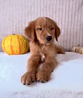 Cinnabar, a male Golden Retriever for sale in Indianapolis, IN – 4 of 5