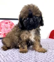 Regina, a female Shihpoo for sale in Indianapolis, IN – 2 of 5