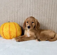 Draco, a male Golden Retriever for sale in Indianapolis, IN – 4 of 5