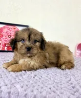 Damien, a male Shihpoo for sale in Indianapolis, IN – 3 of 5