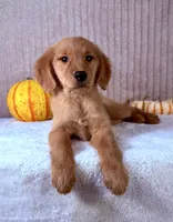 Dalila, a female Golden Retriever for sale in Indianapolis, IN – 3 of 5