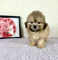 Aaron, a male Shihpoo for sale in Indianapolis, IN – 3 of 5
