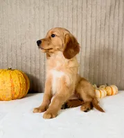 Rocco, a male Golden Retriever for sale in Indianapolis, IN – 3 of 5