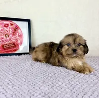 Damien, a male Shihpoo for sale in Indianapolis, IN – 4 of 5