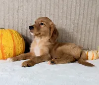 Draco, a male Golden Retriever for sale in Indianapolis, IN – 1 of 5