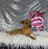 Hannah, a female Rat Terrier and Chihuahua for sale in Indianapolis, IN – 4 of 4