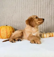 Shetar, a female Golden Retriever for sale in Indianapolis, IN – 5 of 5