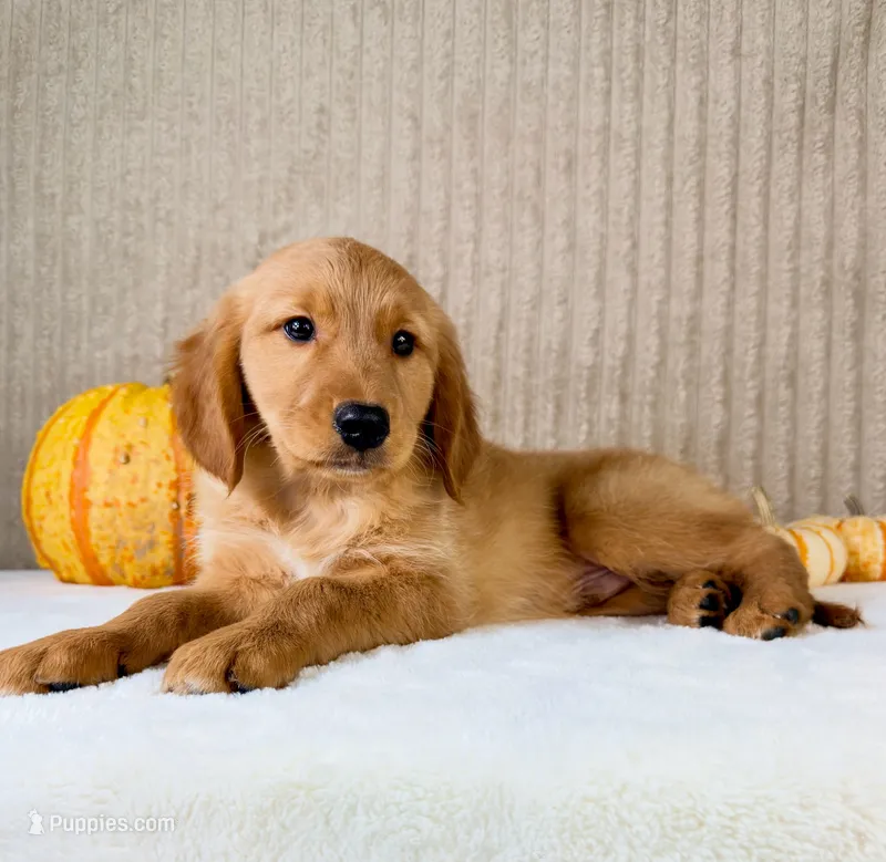 Rocco – Golden Retriever puppy for sale in Indianapolis, IN