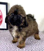 Regina, a female Shihpoo for sale in Indianapolis, IN – 4 of 6