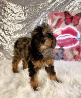 SoLo, a male Miniature Bernedoodle for sale in Indianapolis, IN – 1 of 5